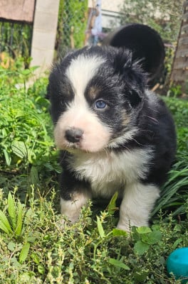 Les chiots de Berger Australien