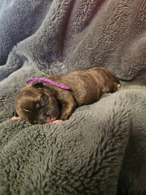 Les chiots de Staffordshire Bull Terrier