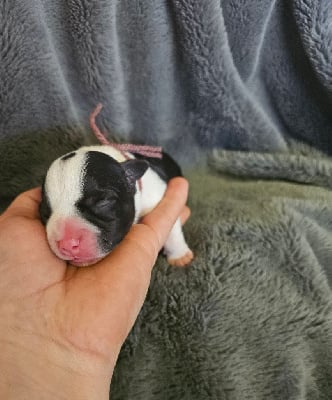 Les chiots de Staffordshire Bull Terrier
