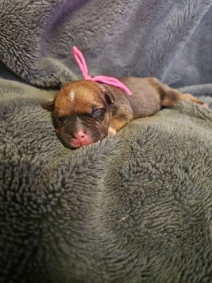 Les chiots de Staffordshire Bull Terrier