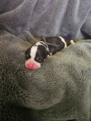 Les chiots de Staffordshire Bull Terrier