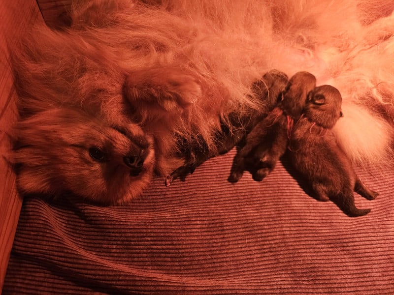 Spitz allemand - des Amours de Claya