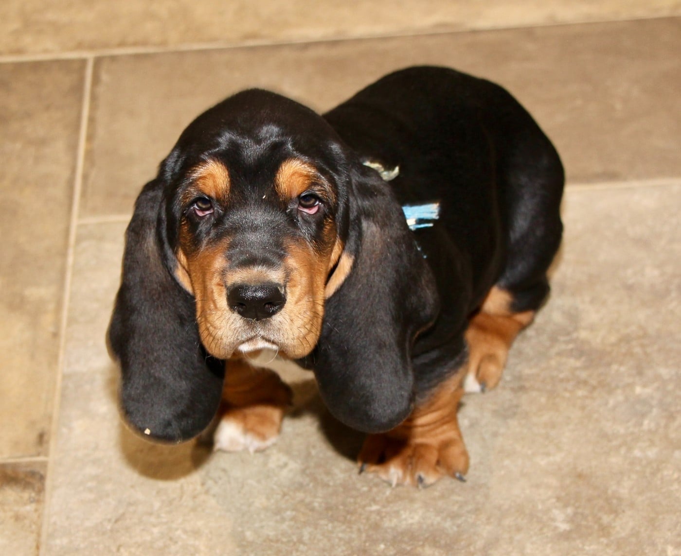 Basset Hound - Des Poe D'Hina