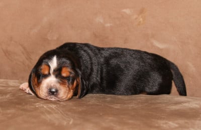 Les chiots de Basset Hound