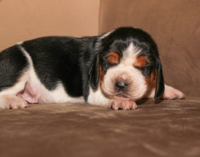 Les chiots de Basset Hound