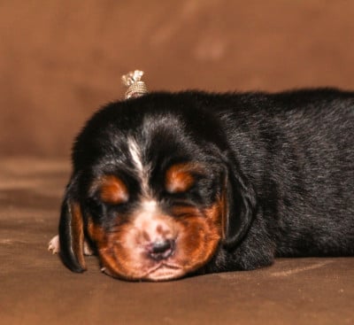 Male collier marron - Basset Hound