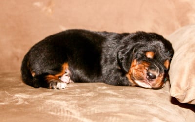 Male collier bleu - Basset Hound