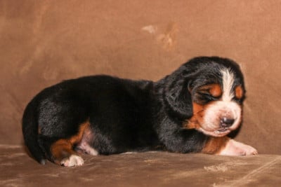 Male sans collier - Basset Hound