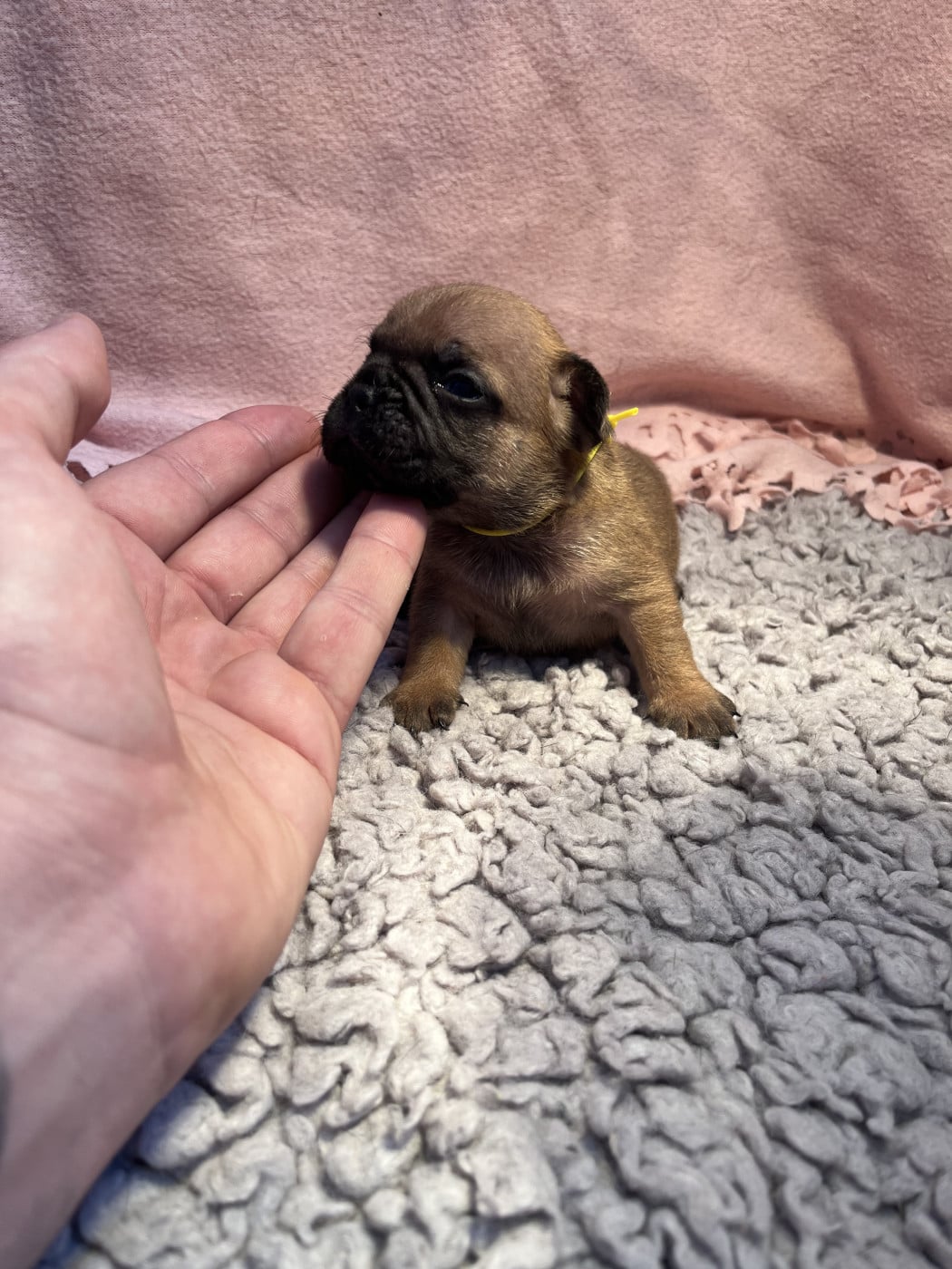 Collier jaune - Bouledogue français