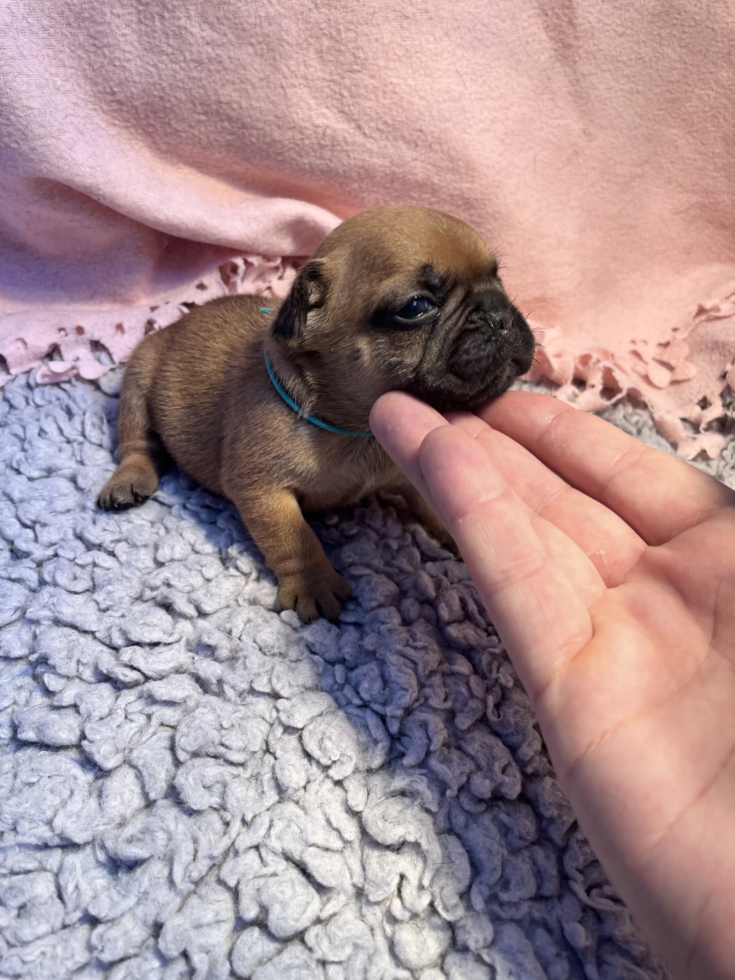 Collier vert - Bouledogue français