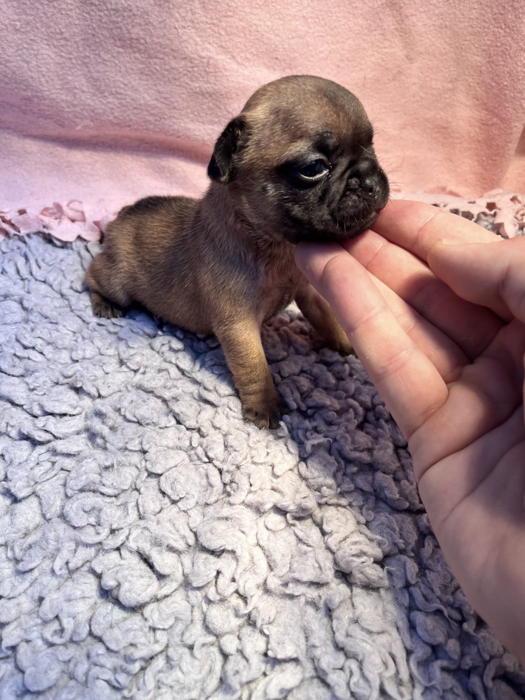 Femelle claire - Bouledogue français