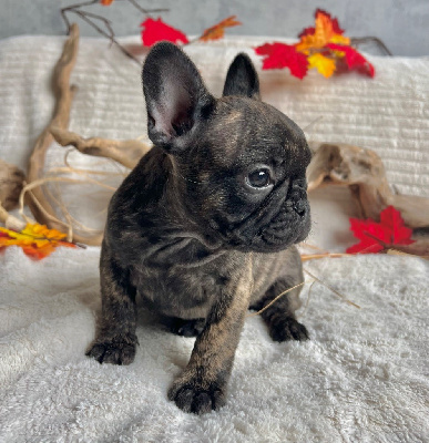 Les chiots de Bouledogue français