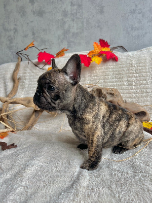 Les chiots de Bouledogue français