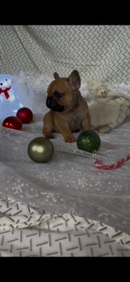 Les chiots de Bouledogue français