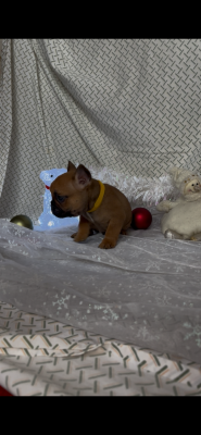 Les chiots de Bouledogue français