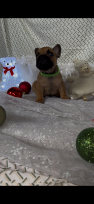 Les chiots de Bouledogue français