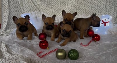Les chiots de Bouledogue français