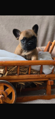 Les chiots de Bouledogue français