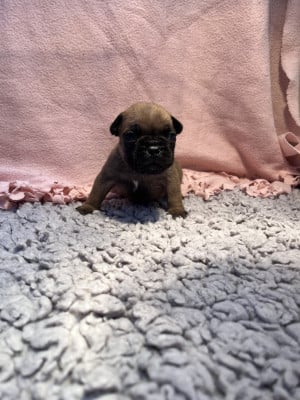 Les chiots de Bouledogue français