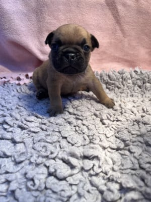 Les chiots de Bouledogue français