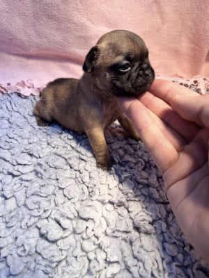 Les chiots de Bouledogue français