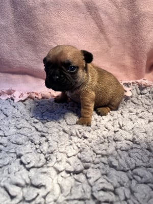 Les chiots de Bouledogue français