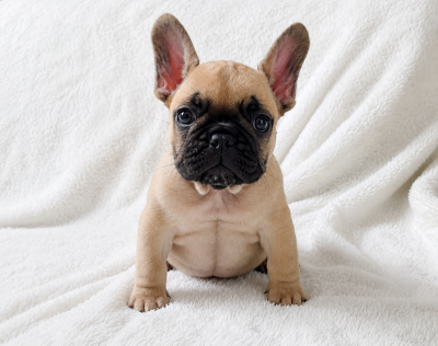 Les chiots de Bouledogue français
