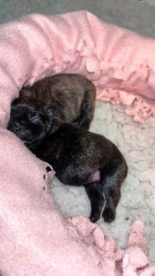 Les chiots de Bouledogue français
