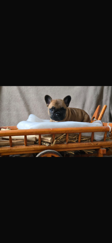 Bouledogue français - Of The Peaky's French-House