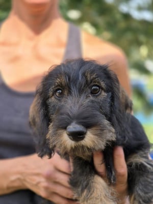 Les chiots de Teckel poil dur