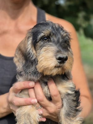 Les chiots de Teckel poil dur