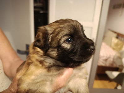 Les chiots de Berger des Pyrenees à poil long