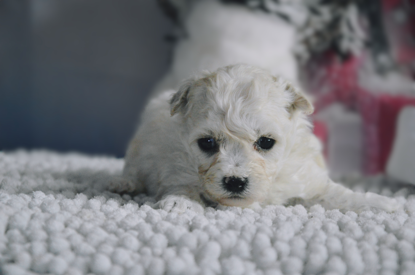 Bichon Frise - Mady'n Alphysia