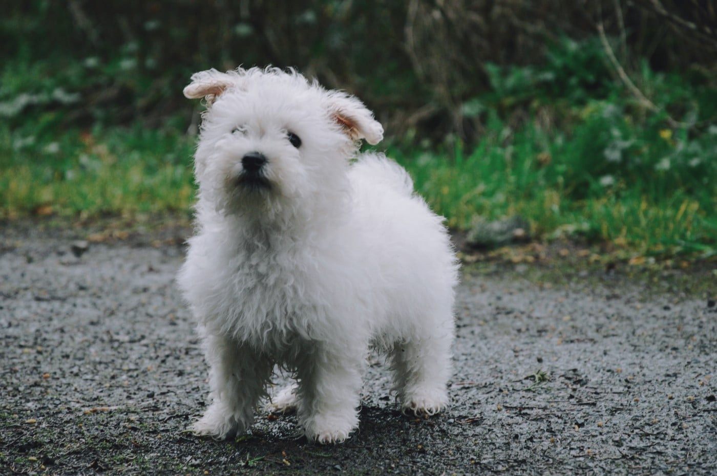 Bichon Frise - Mady'n Alphysia