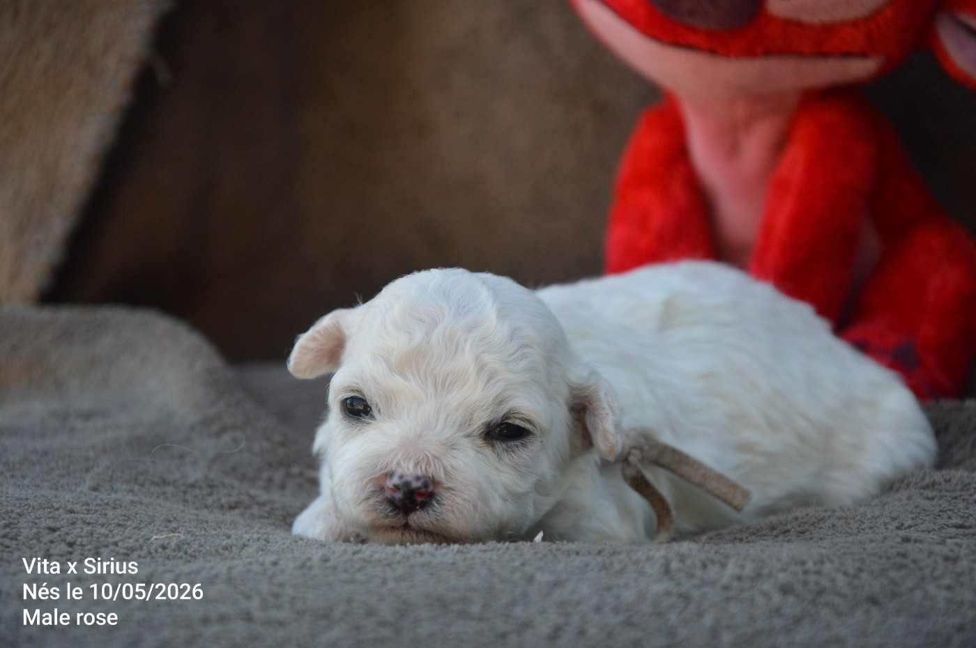 Chiot N°2 - Bichon Frise