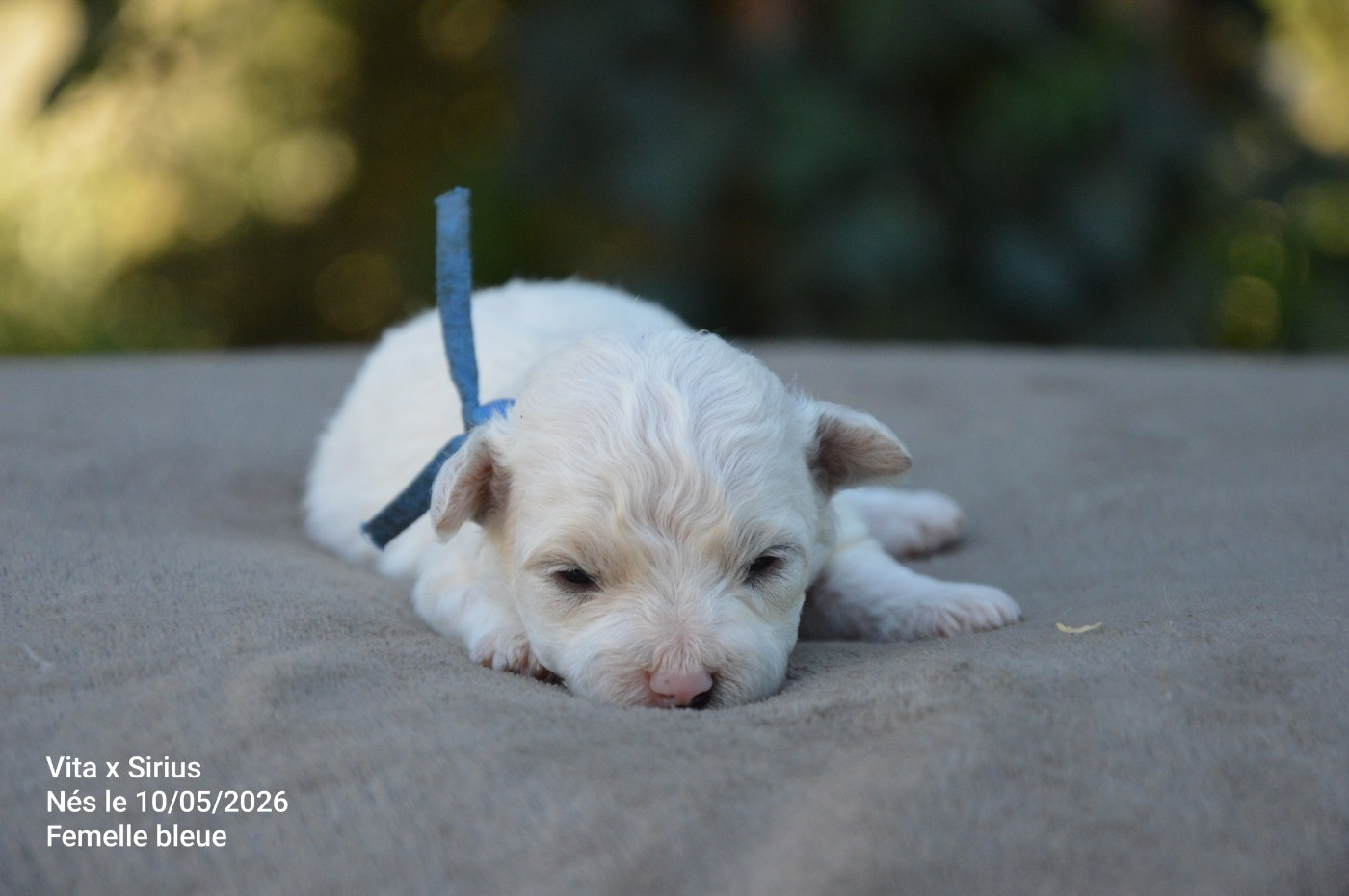 Chiot N°5 - Bichon Frise