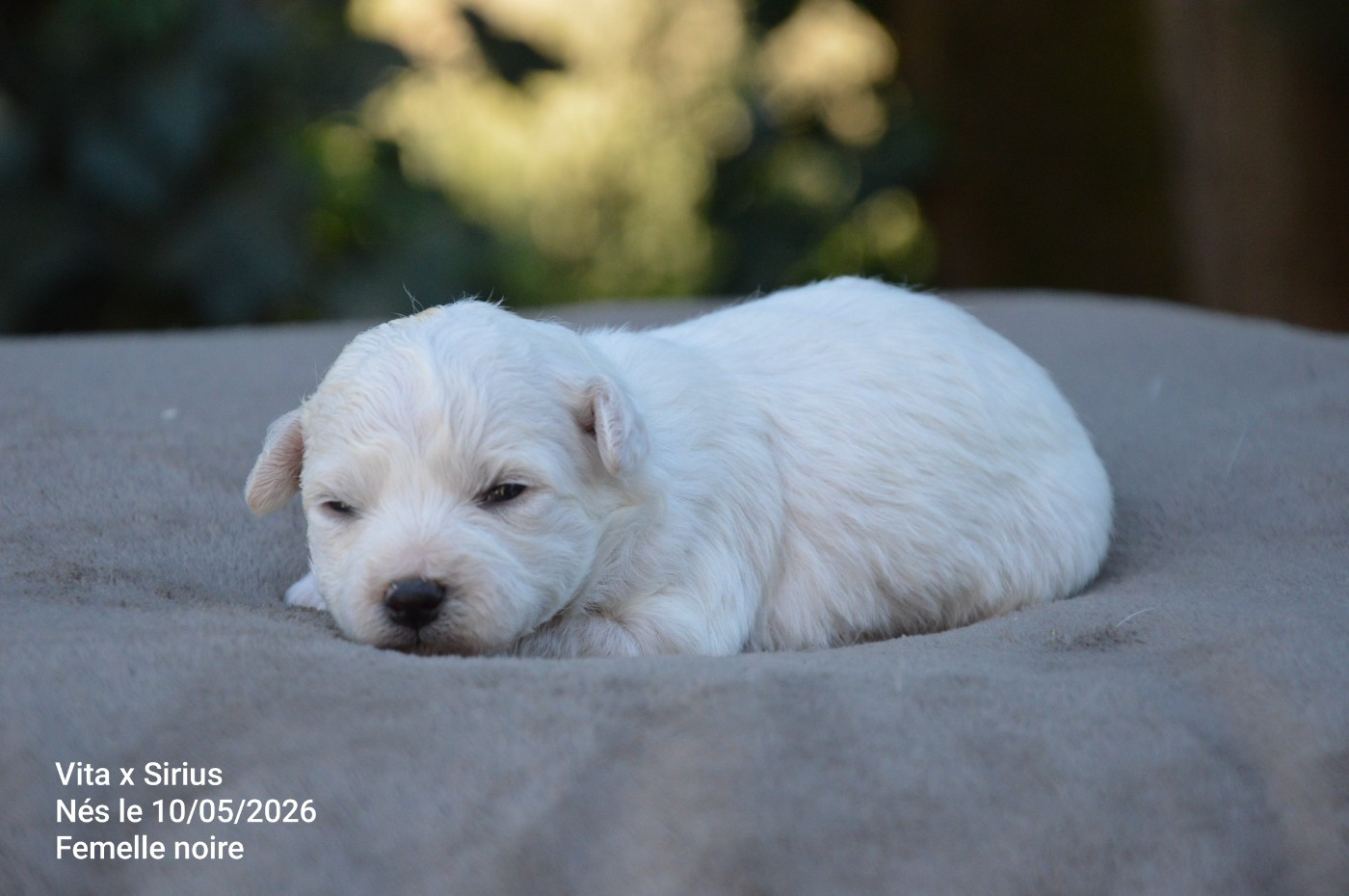 Chiot N°7 - Bichon Frise