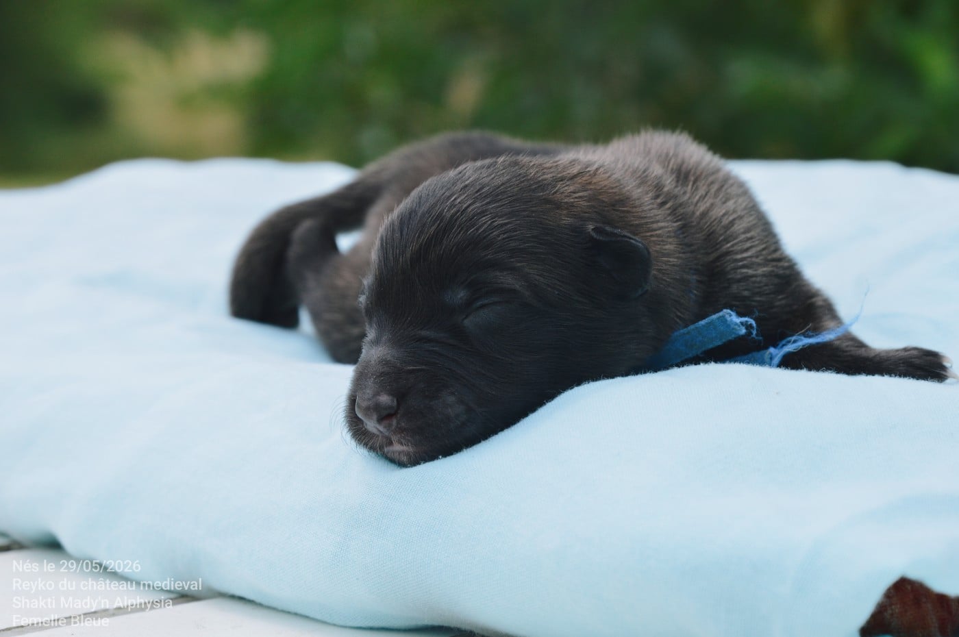CHIOT 2 - Berger Belge