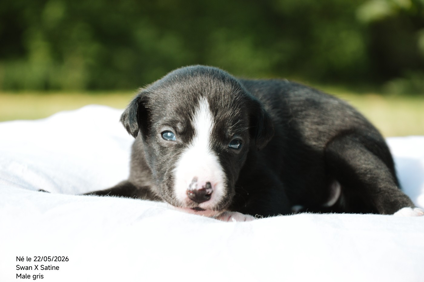 Chiot N°2 - Whippet