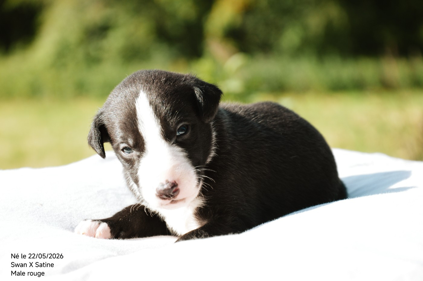 Chiot N°3 - Whippet