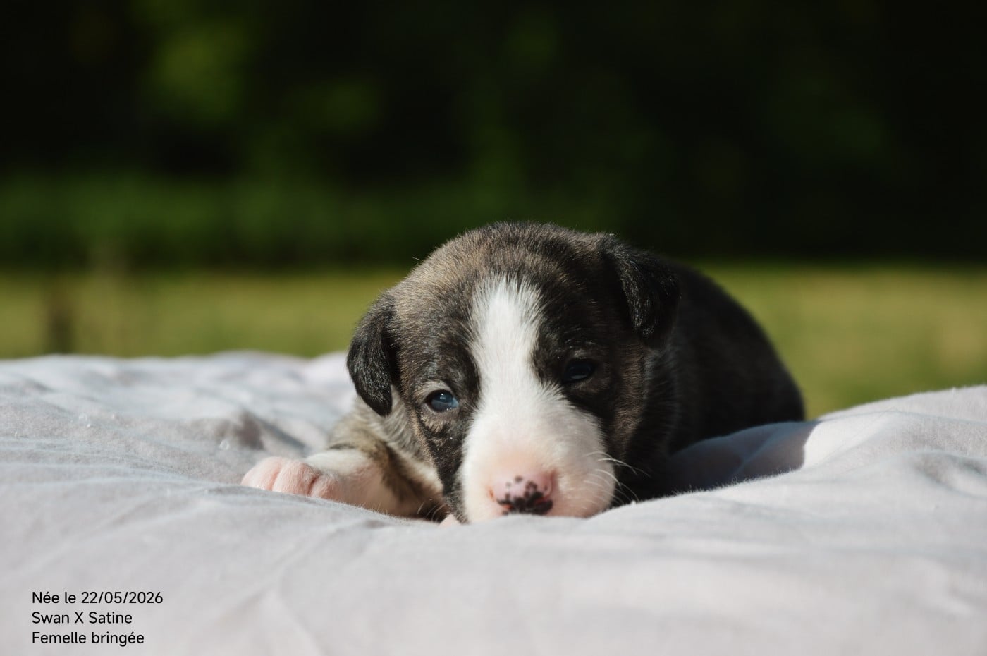 Chiot N°5 - Whippet