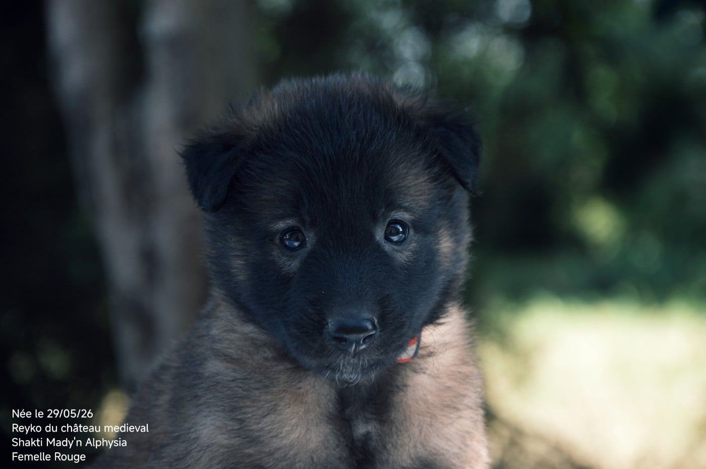 CHIOT 3 - Berger Belge
