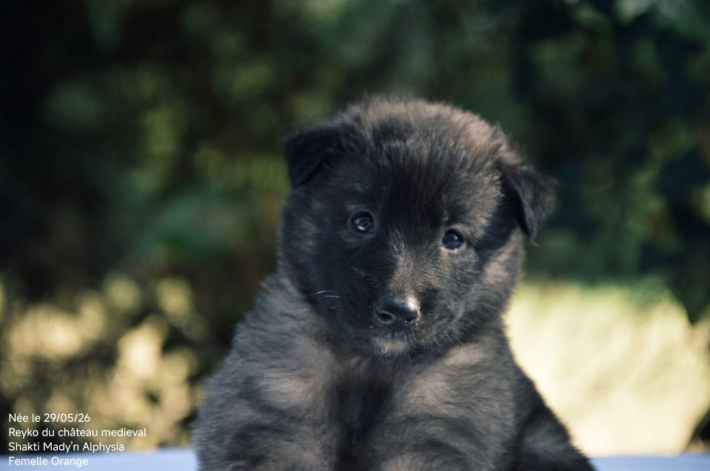 CHIOT 6 - Berger Belge