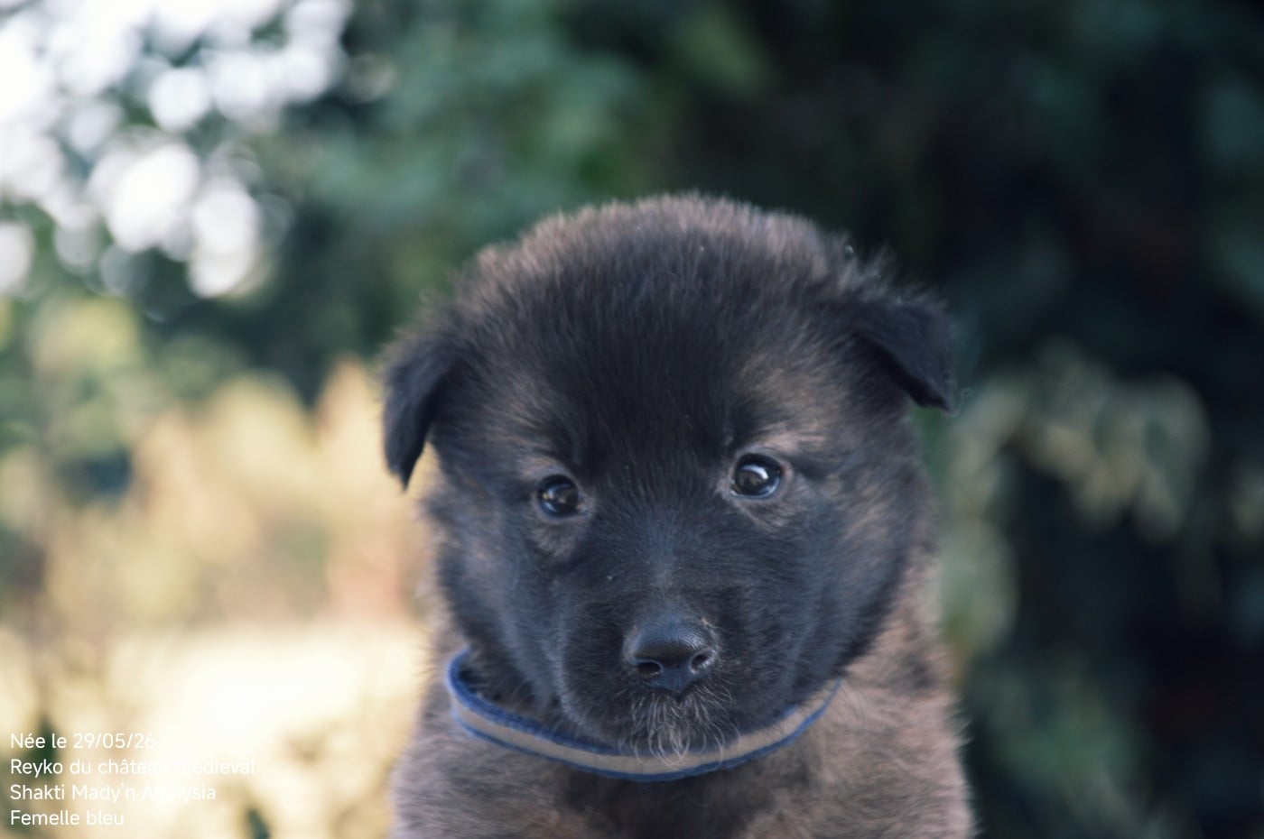 CHIOT 7 - Berger Belge
