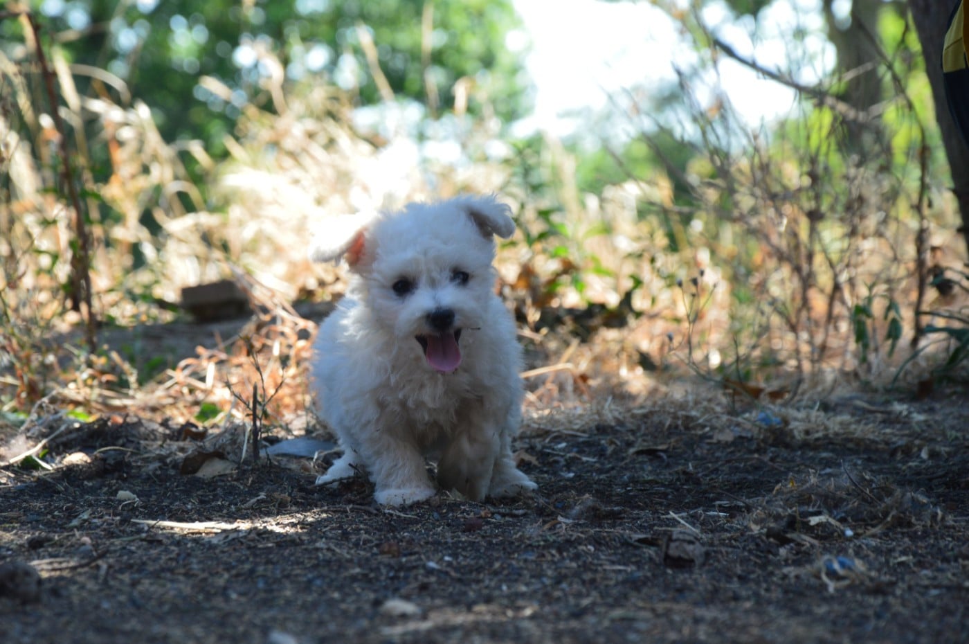 Chiot N°3
