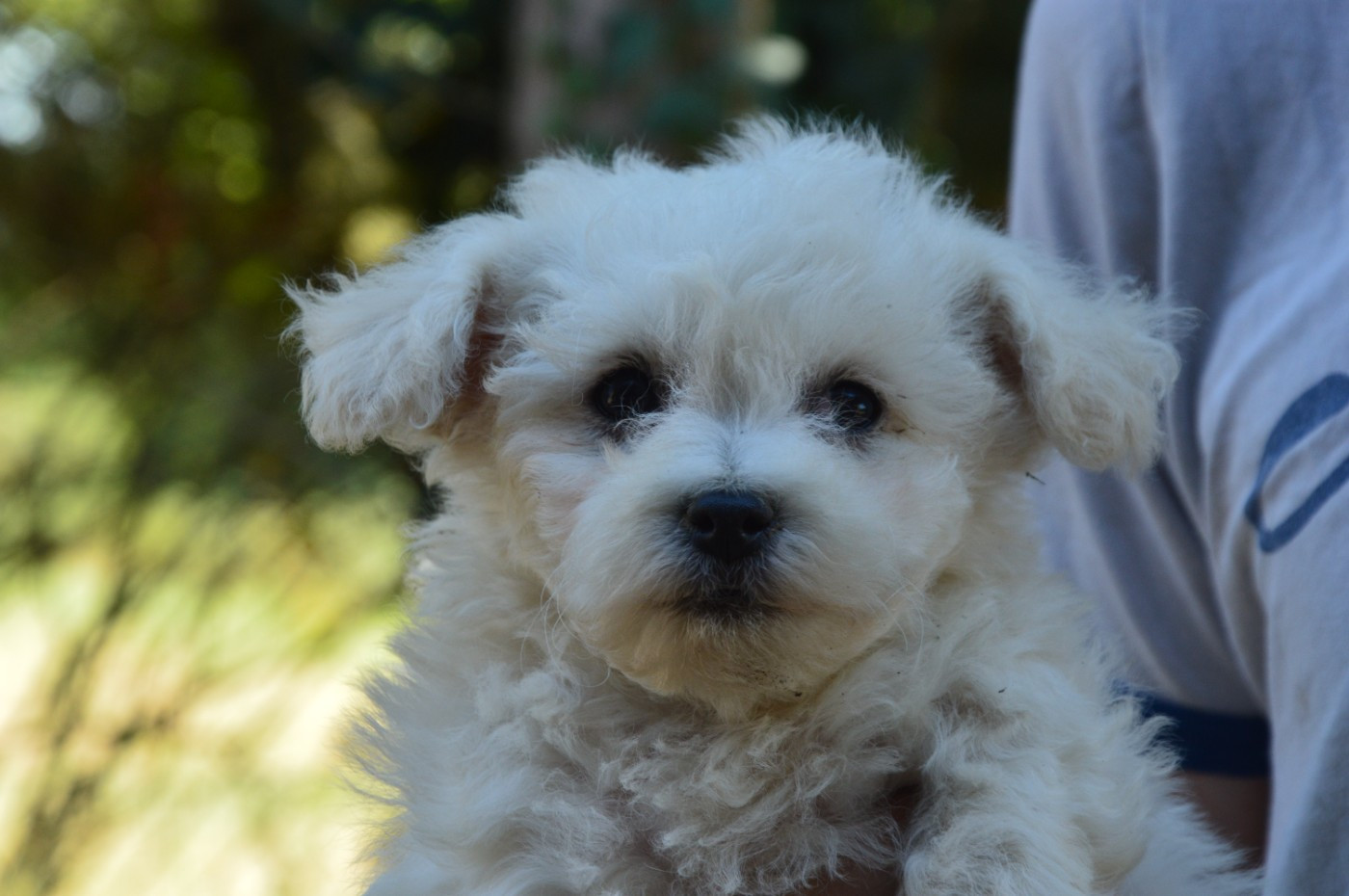 Chiot N°3