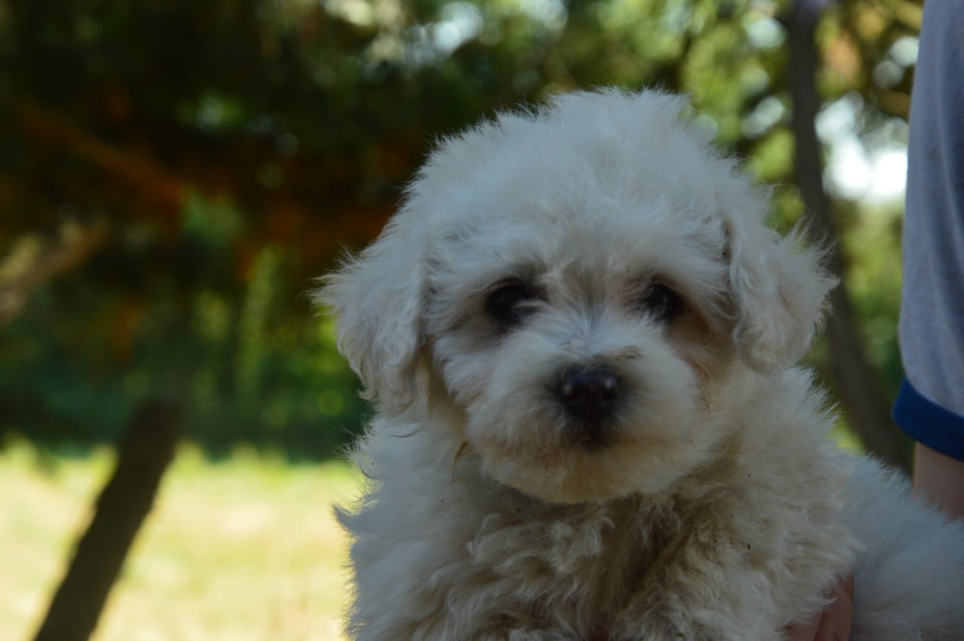 Chiot N°5