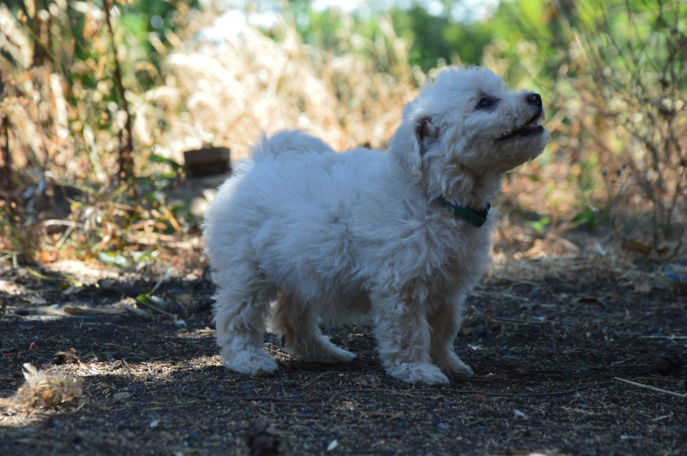 Chiot N°5