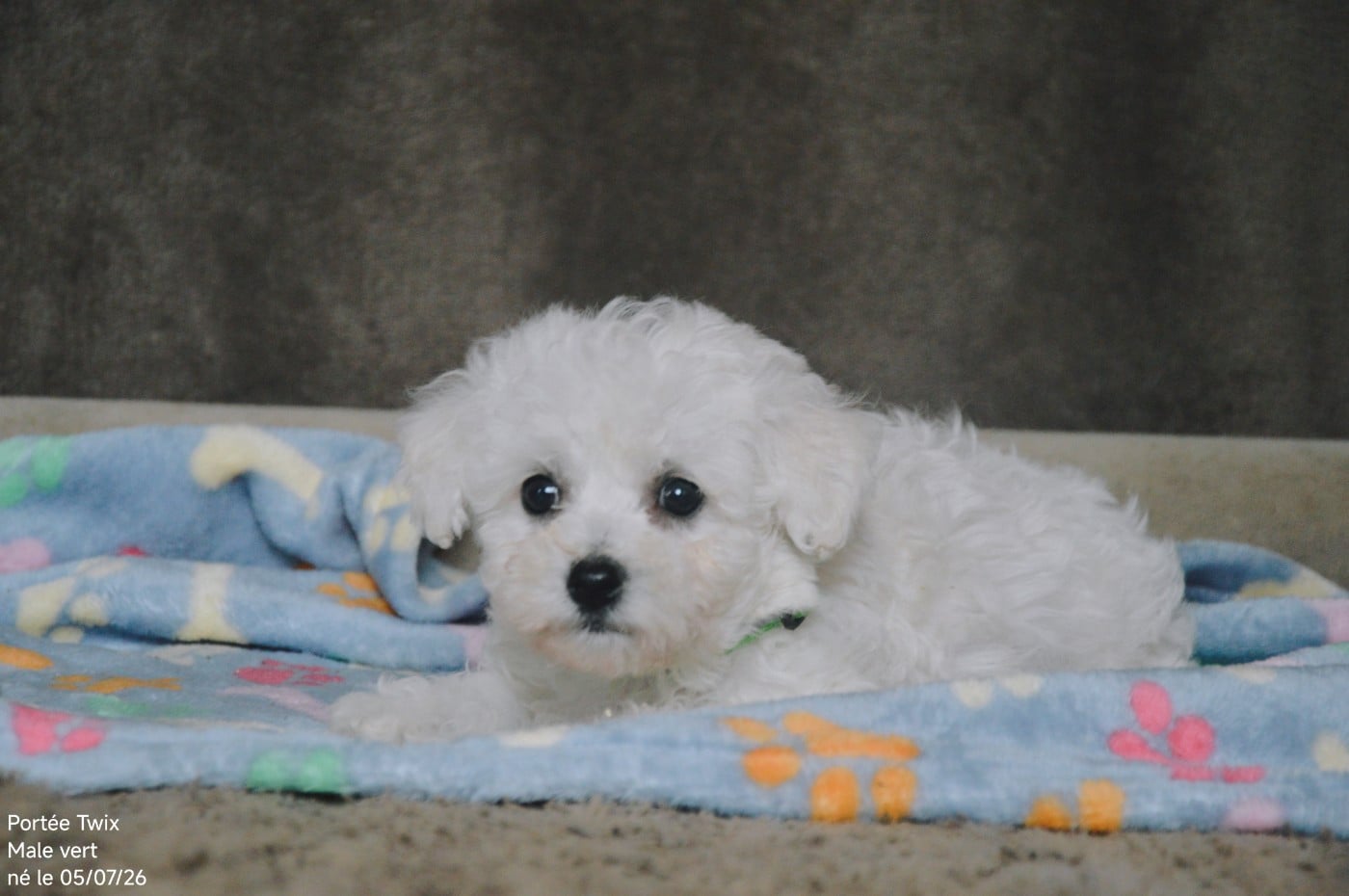 Bichon Frise - Mady'n Alphysia