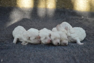 Les chiots de Bichon Frise